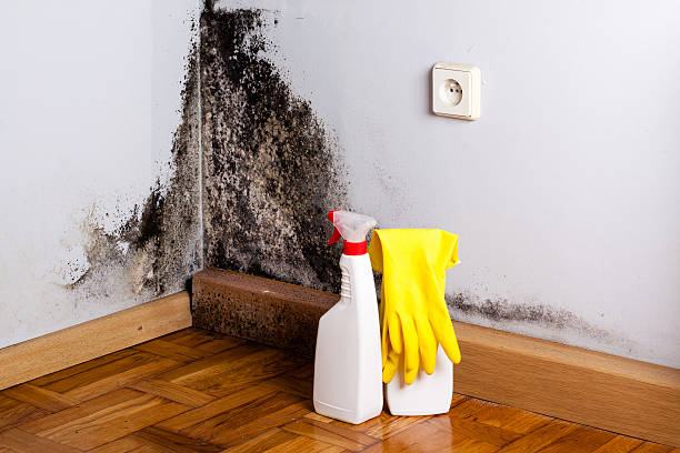 Mold Removal Process in Lake Norman Of Catawba, NC