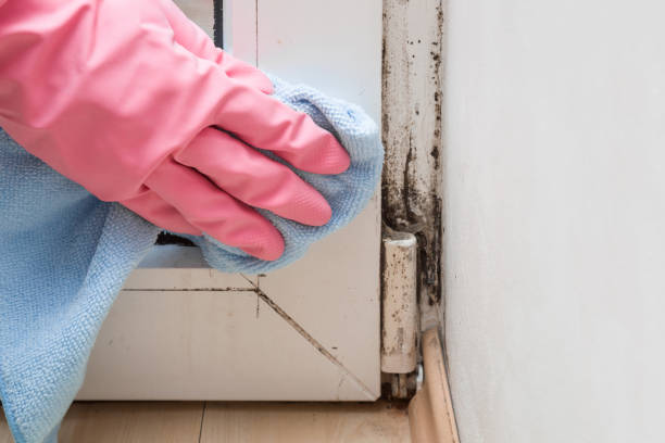 Best Attic Mold Removal  in Lake Norman Of Catawba, NC