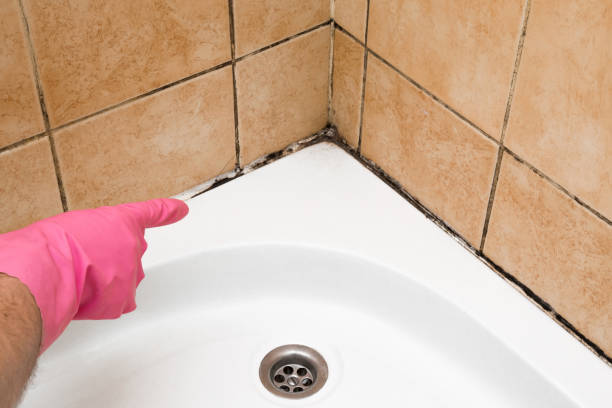 Mold Testing and Removal in Lake Norman Of Catawba, NC